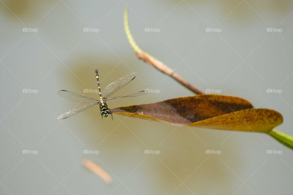 green flying dragonfly