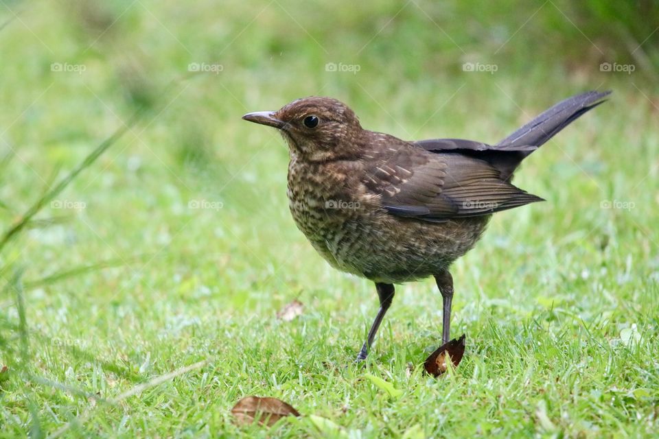 female blackbird