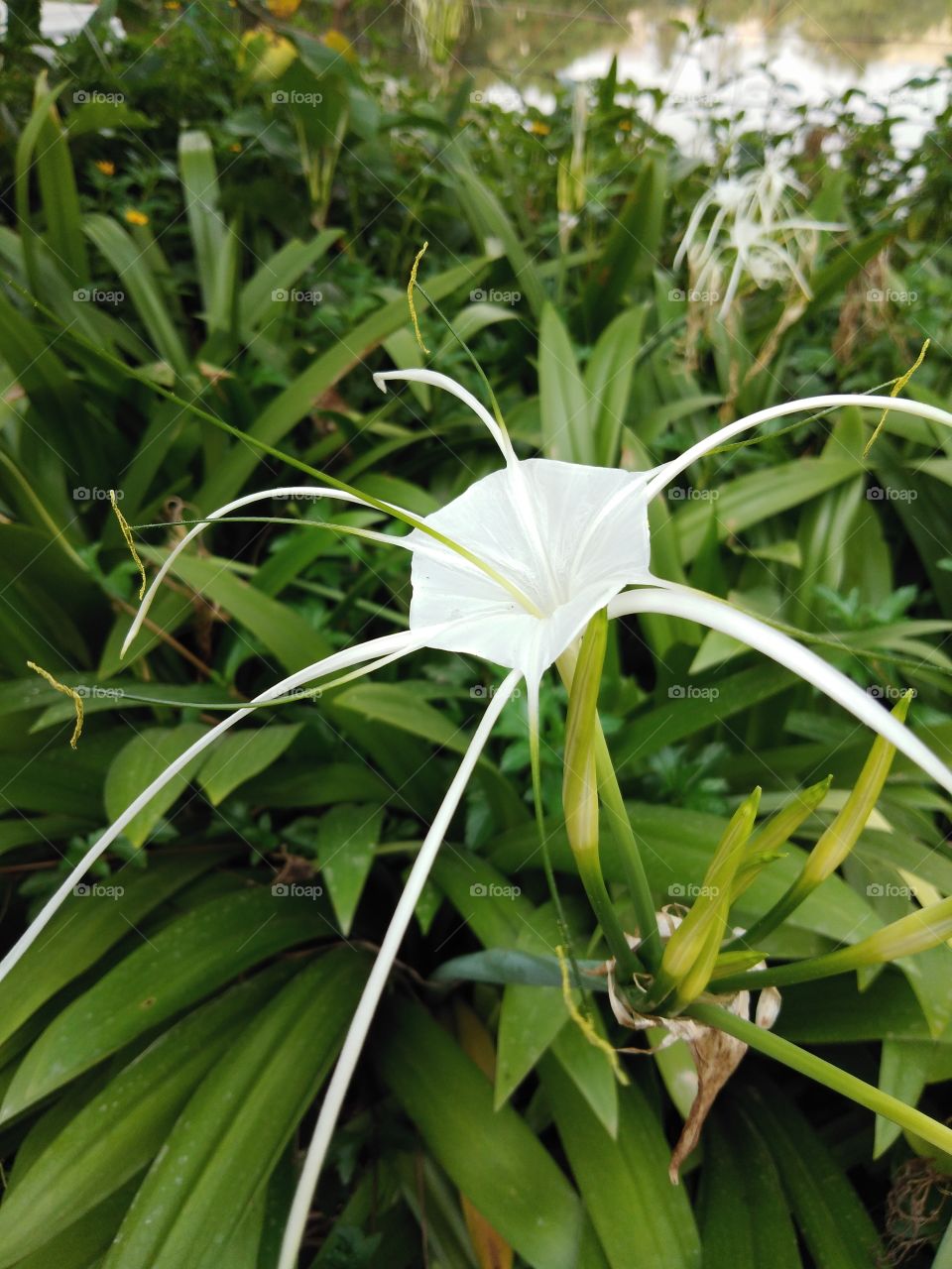 White Glowing Flower