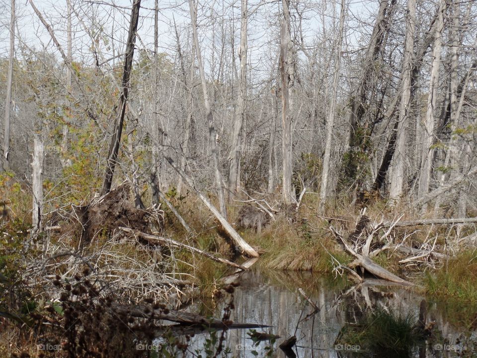 Drummond Island, Michigan 