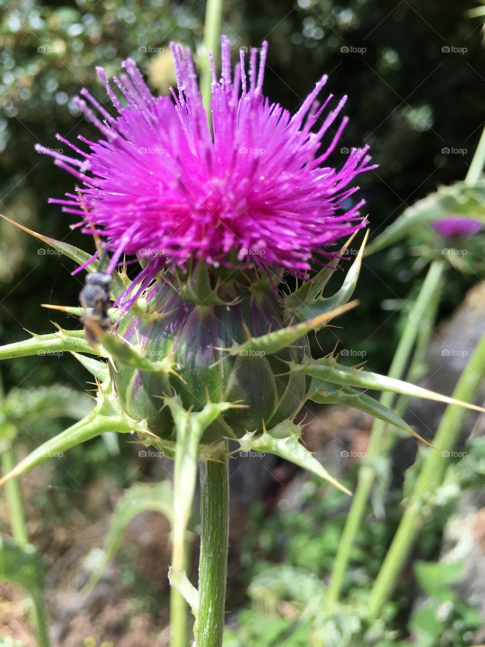 Blooming pink flower