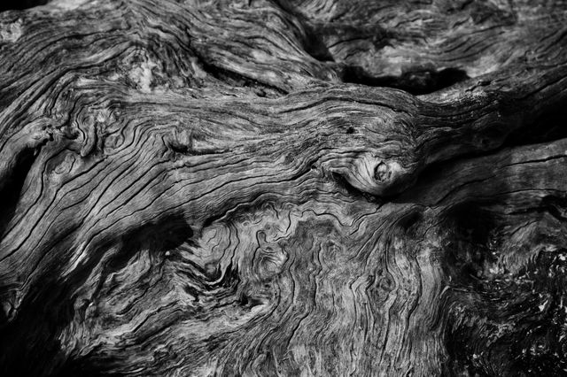 Weathered Beach Tree