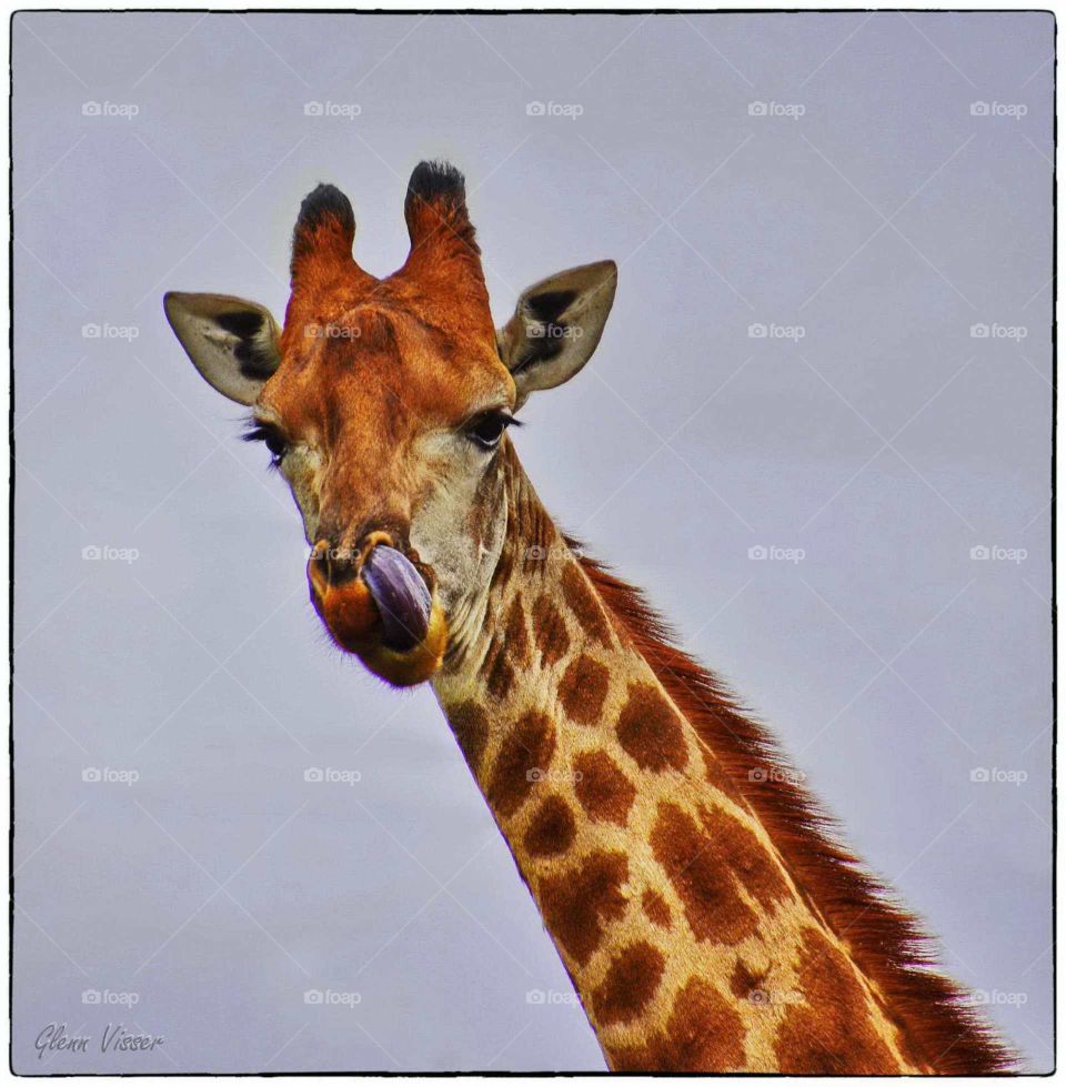 No finger to pick your nose & even if you had you couldn't reach... no problem!