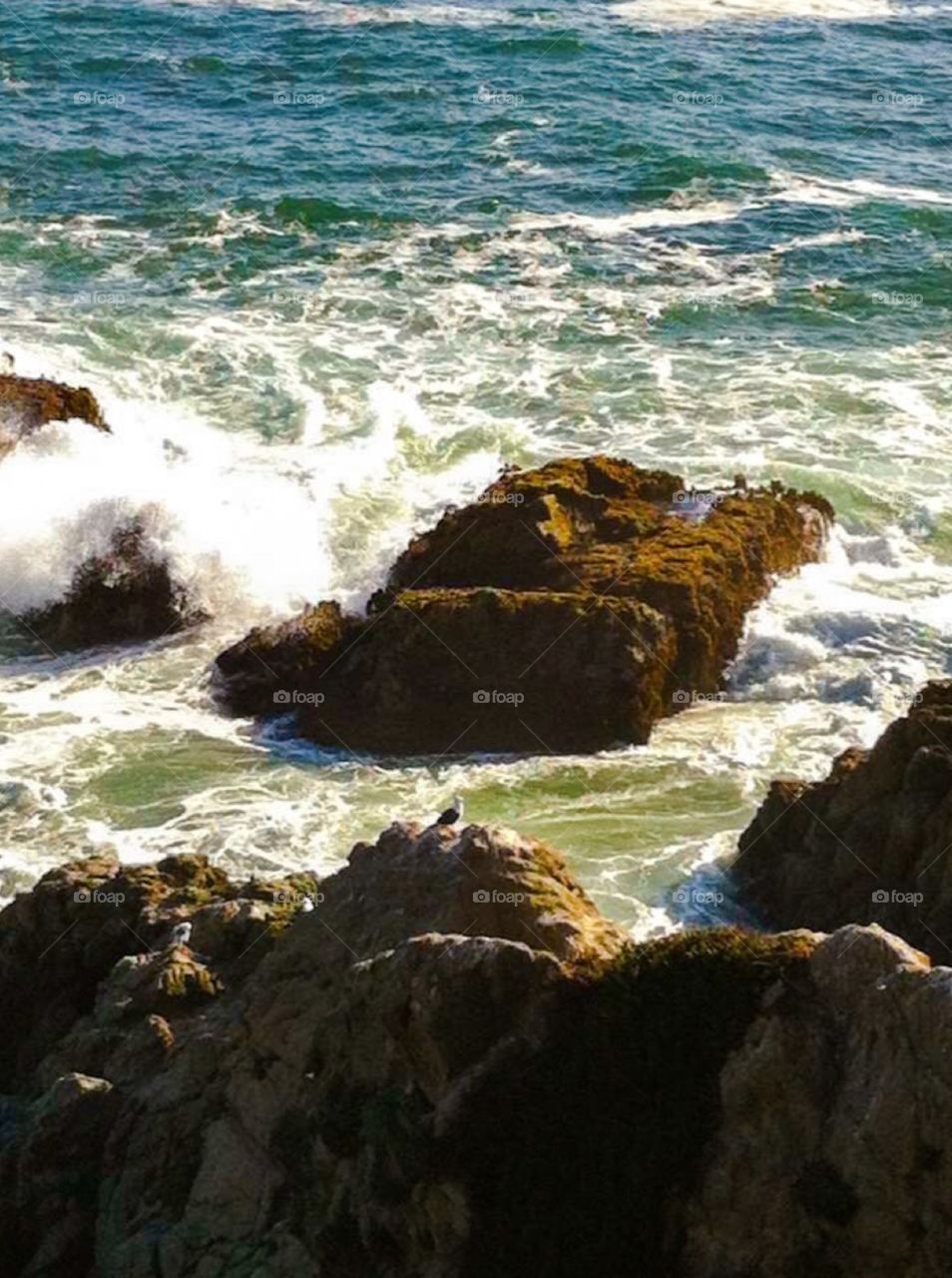 Seagull perched above crashing waves. Seagull perched above crashing waves