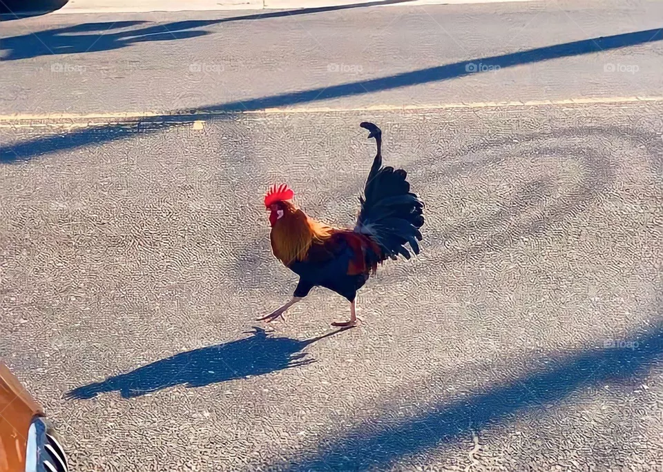 Going for a stroll 