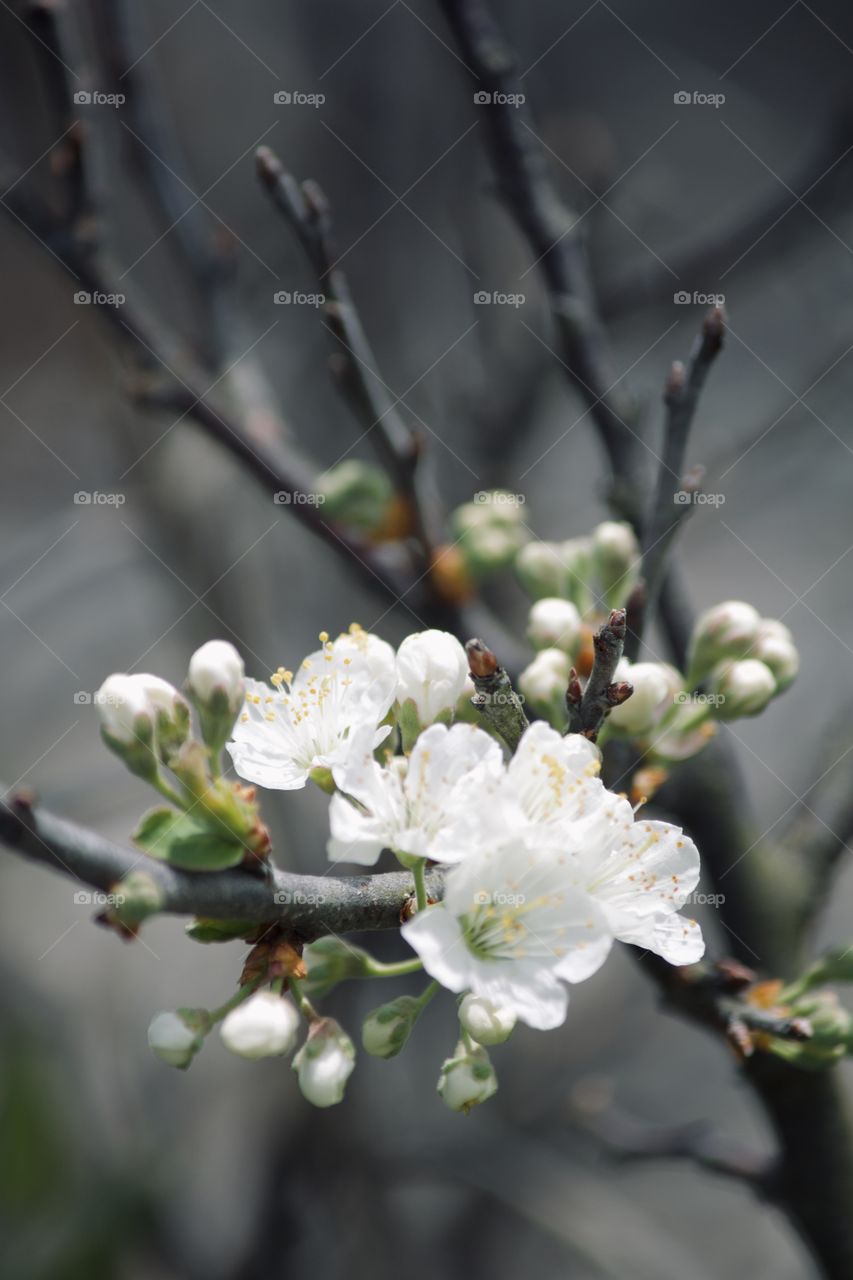 Springtime blooms