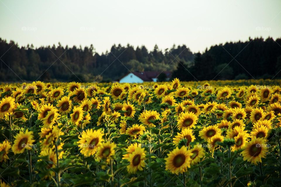 Blooming Sunflower Fields