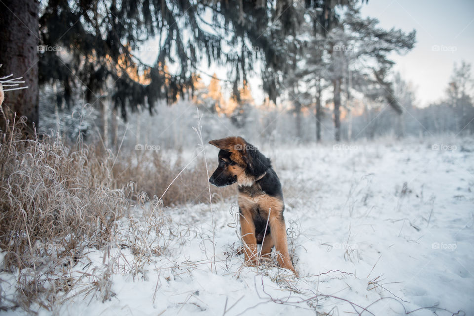 German shepherd puppy in a winter park 