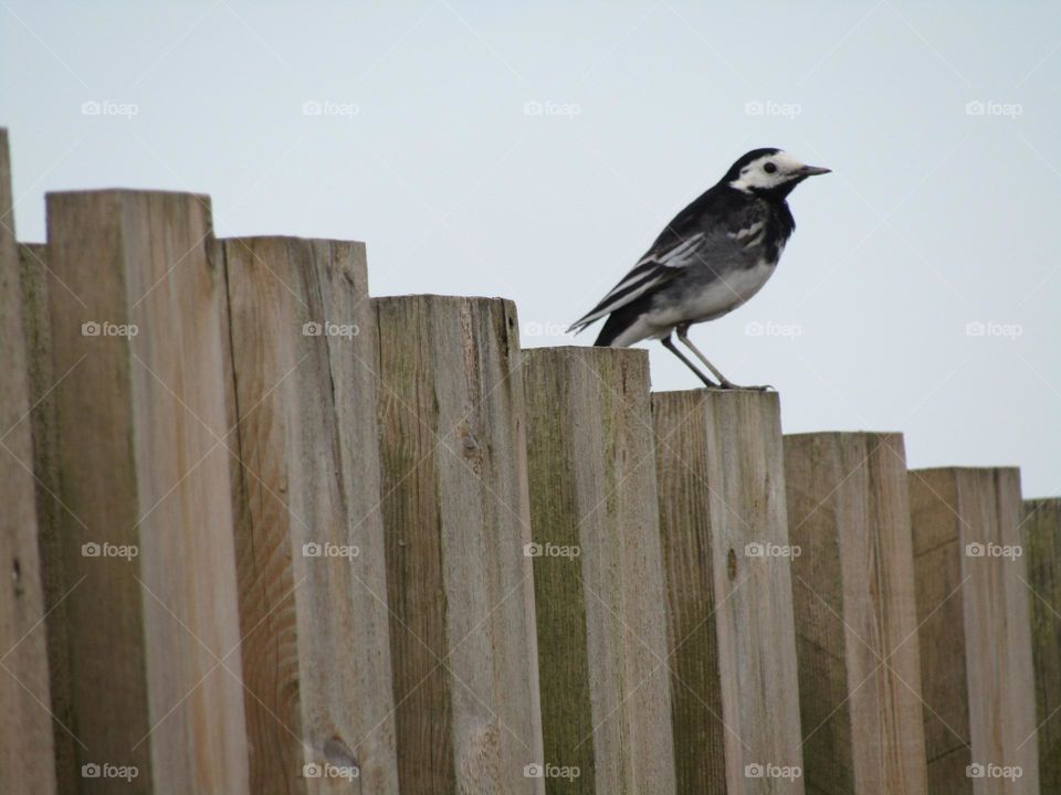 wooden pillar fencing and wagtail perched on the top