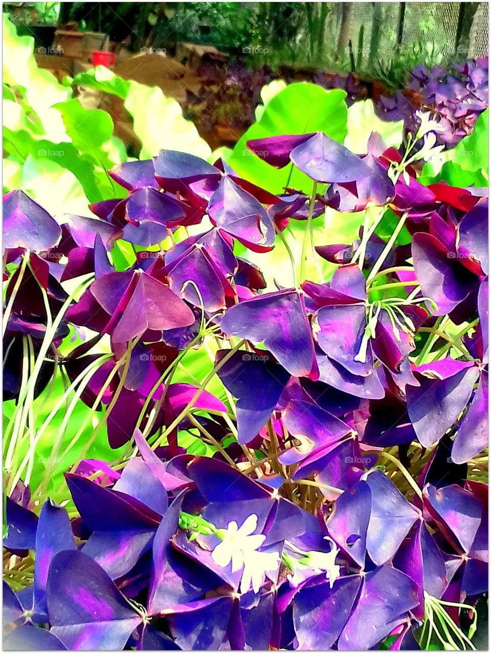 flower
