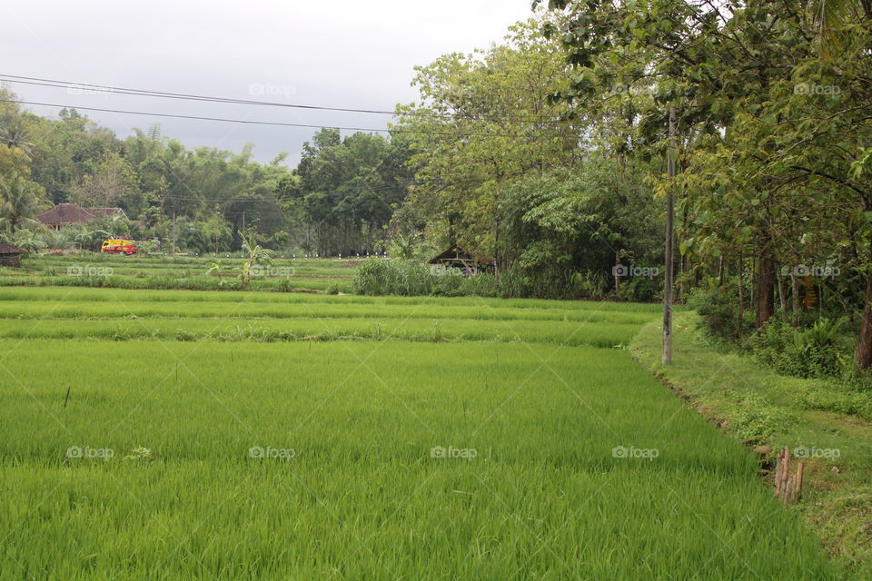 namun tidak hanya kebun jagung saja melainkan juga sawah yang tak kalah hijaunya, eloknya negeriku Indonesia. indah sekali pemandangan ini, padi yang sedang tumbuh