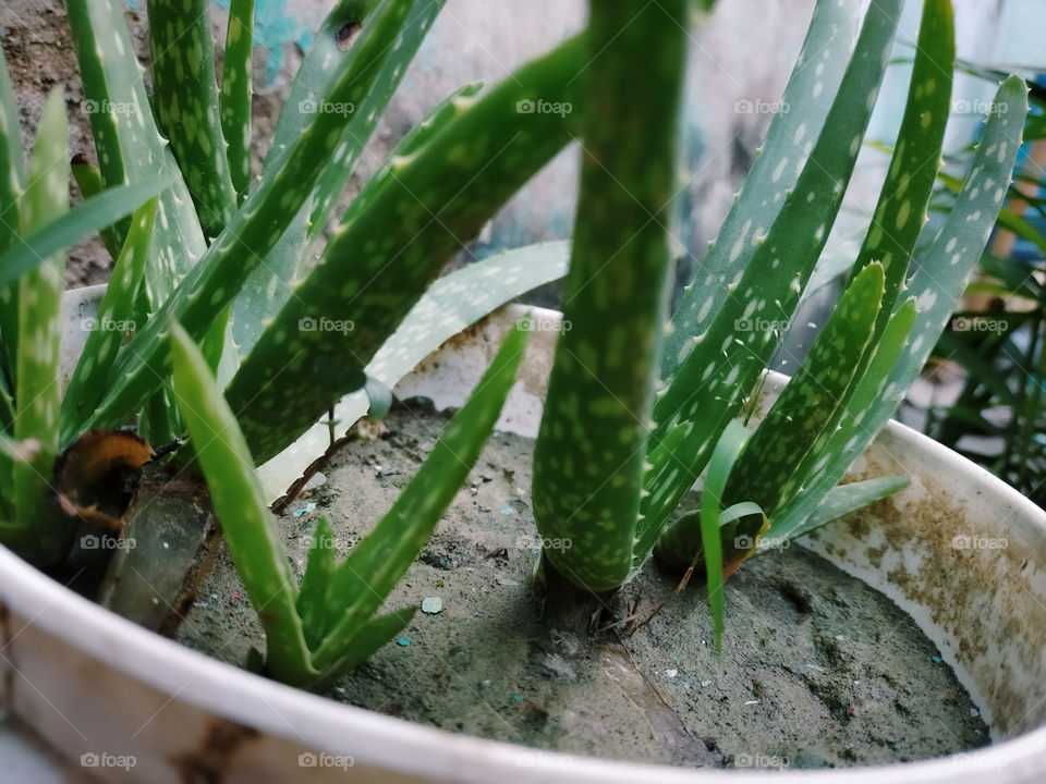 Aloevera plant.