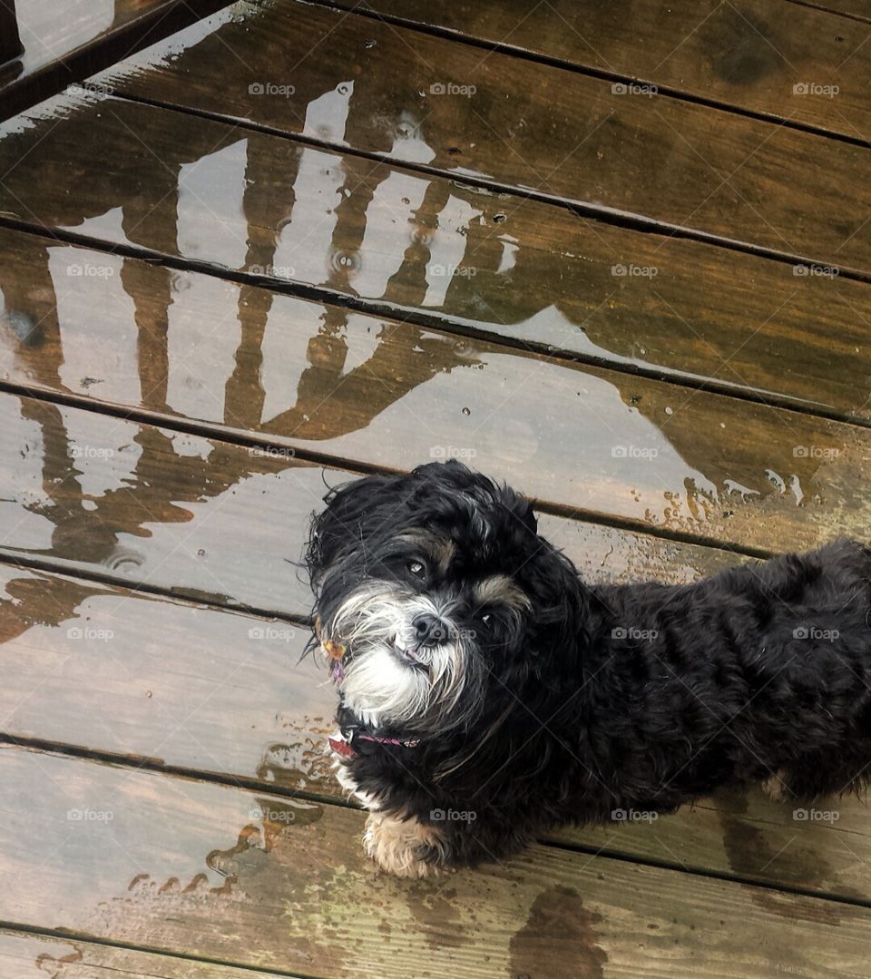 Dog on Rainy Day