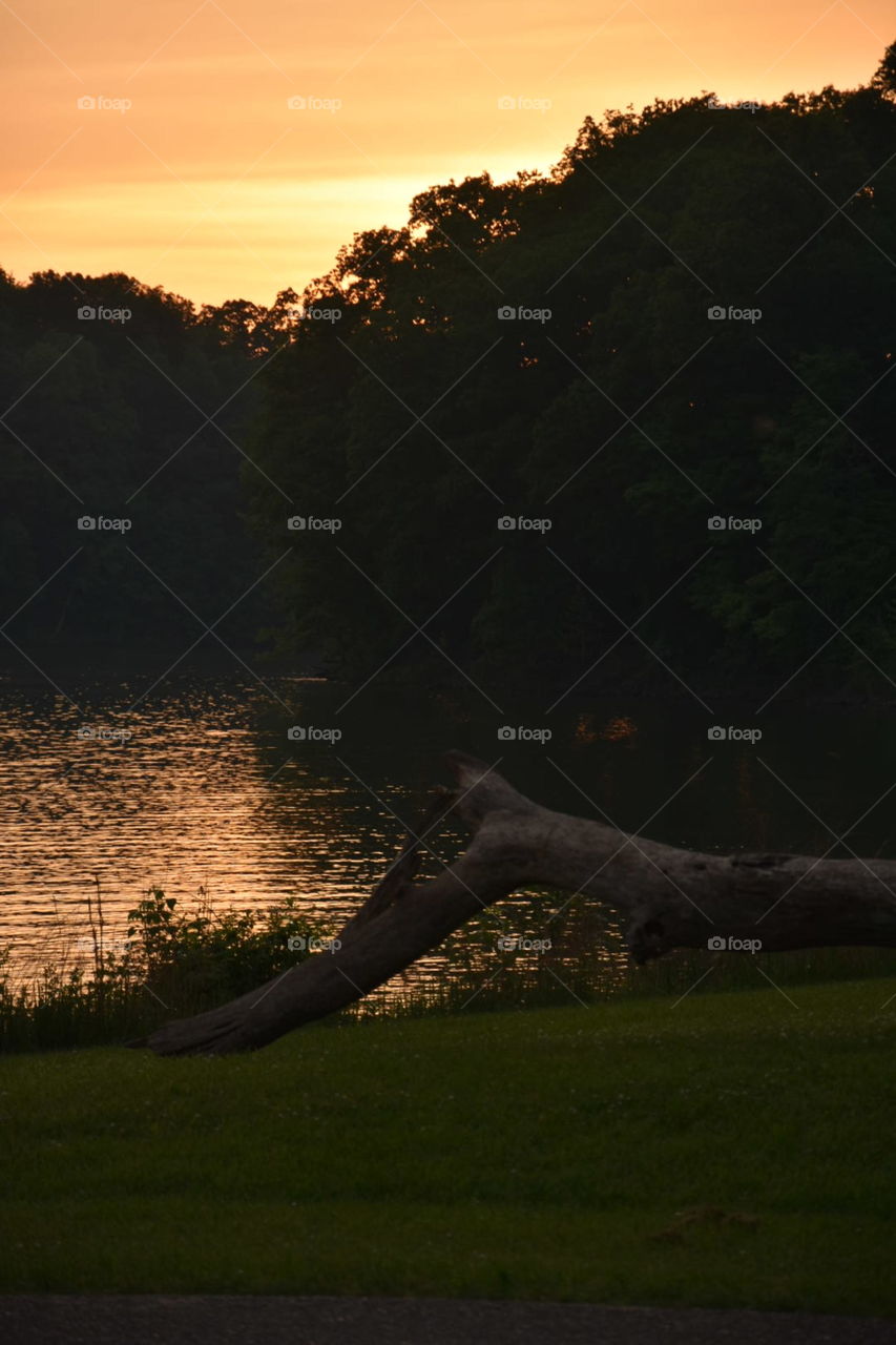 Drift wood in the sunset.