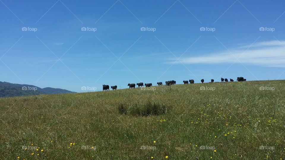 Cows