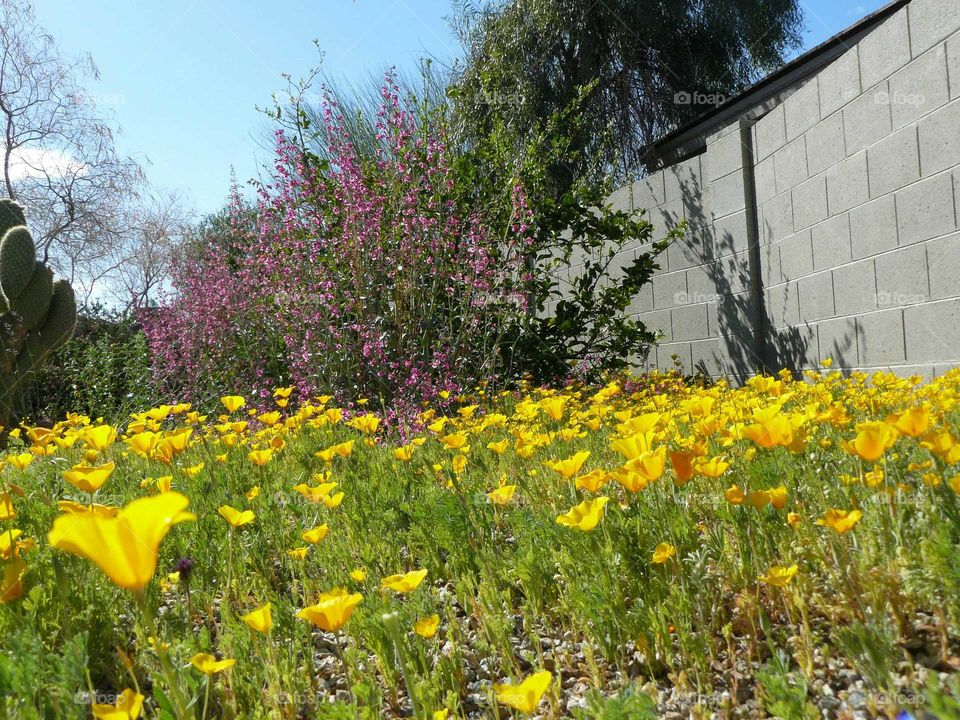 Wildflowers