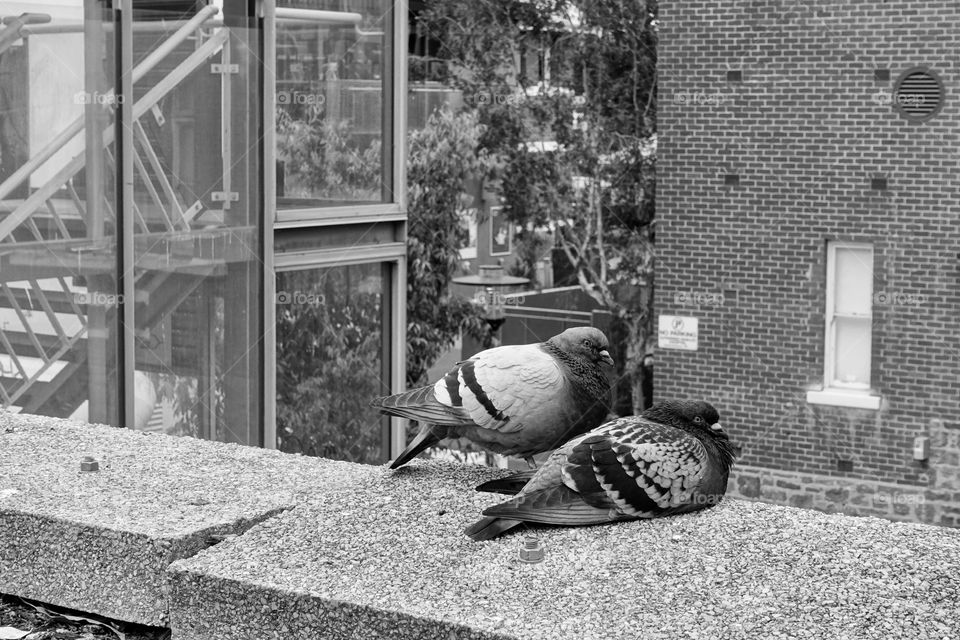 Two pigeons are together in the urban area. Monochrome image.