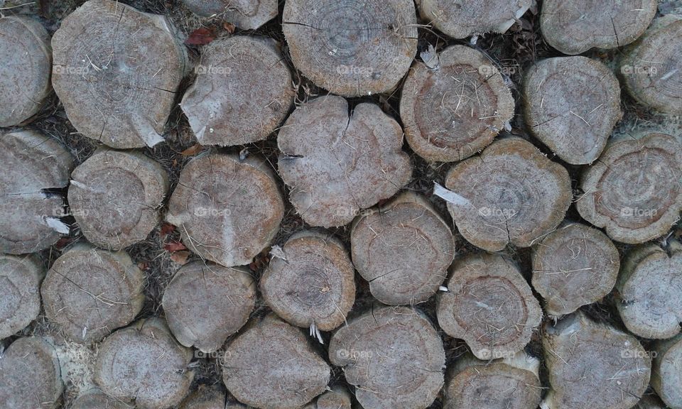 High angle view of tree stumps