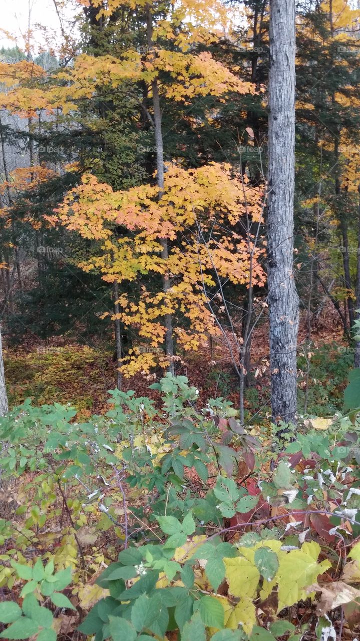 Alone in a Crowd. Small tree in autumn color in wooded area