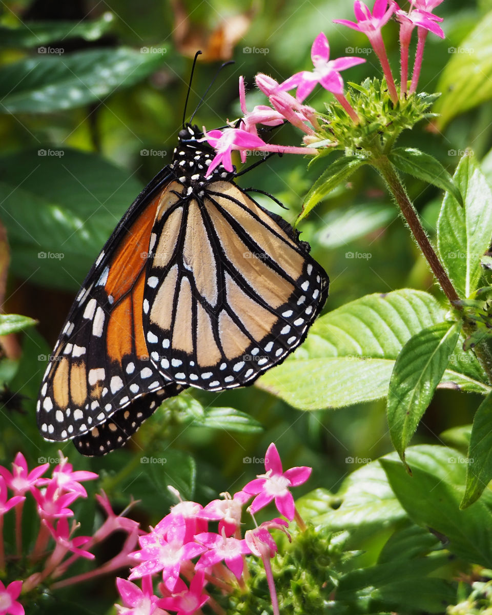 Butterfly with pink flowers