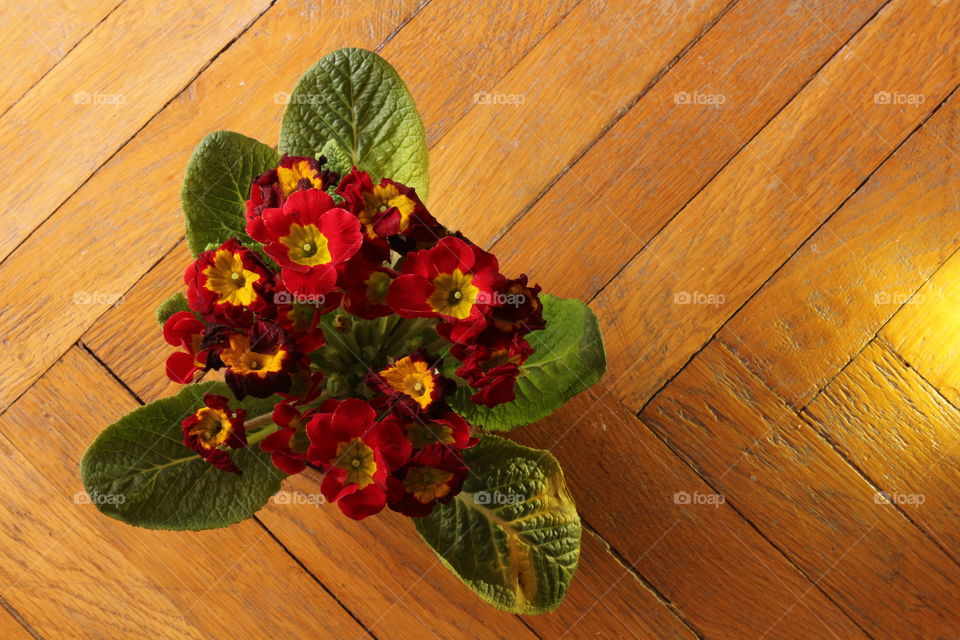 Red flowers