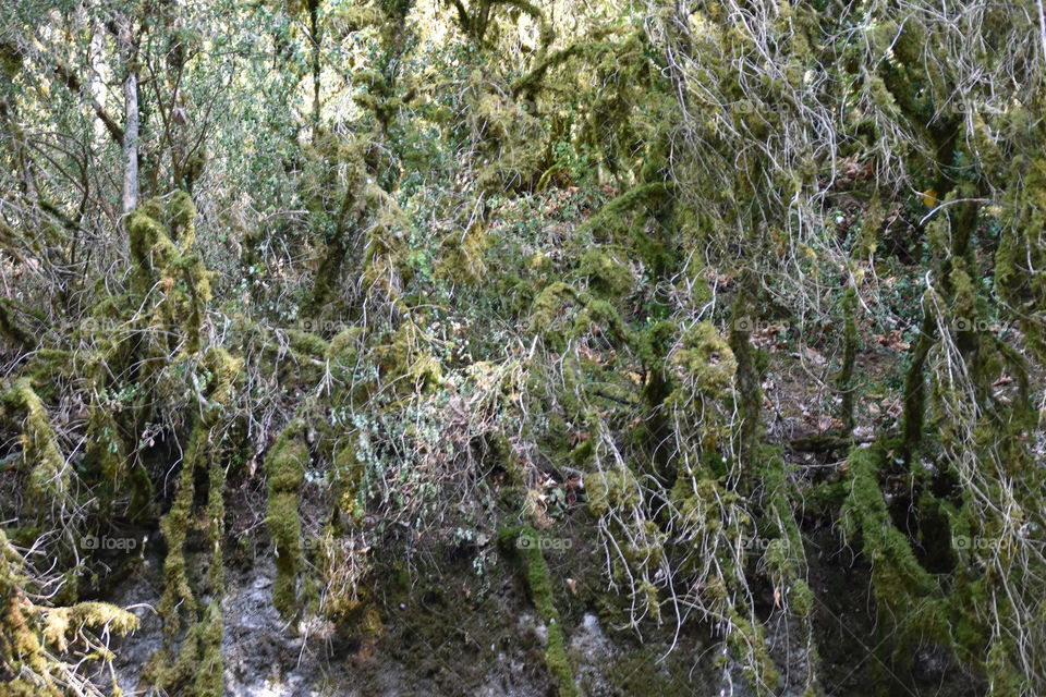 Misterious forest and plants