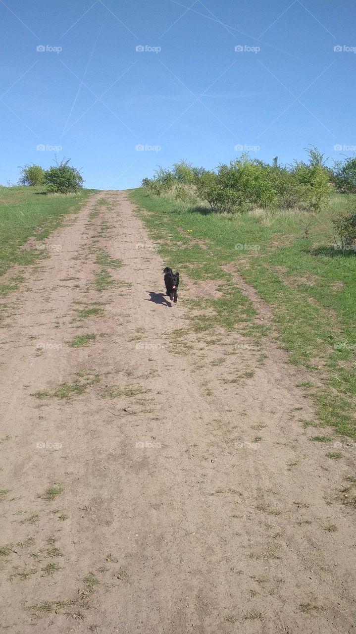 Levitating dog