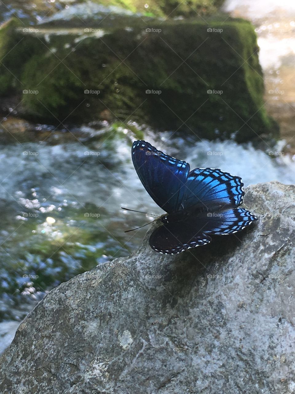 Beautiful blue butterfly at the mouth of the cave. Blanchard Springs Caverns, Mountain View, AR. 
