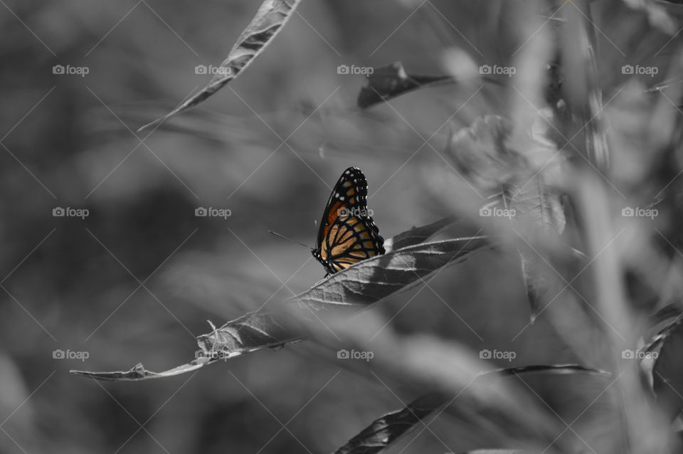 flutterbye. 💛💙💜💚❤