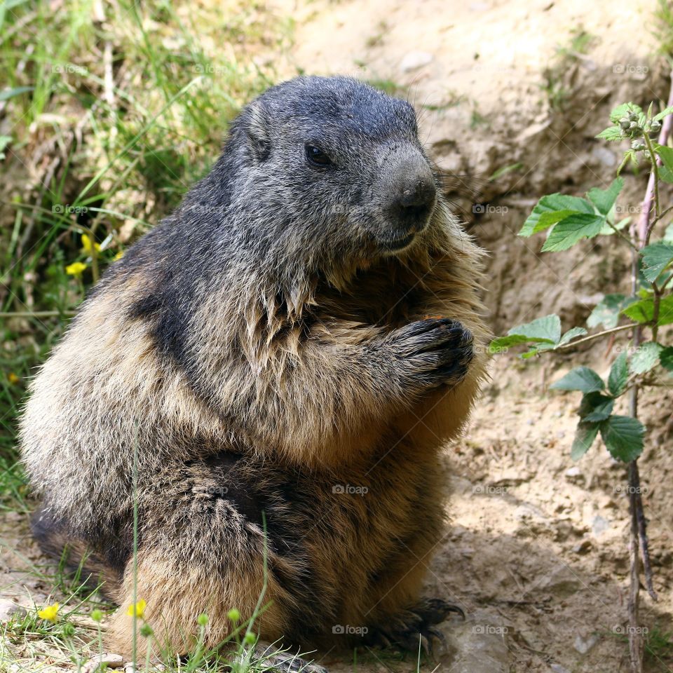 marmot praying
