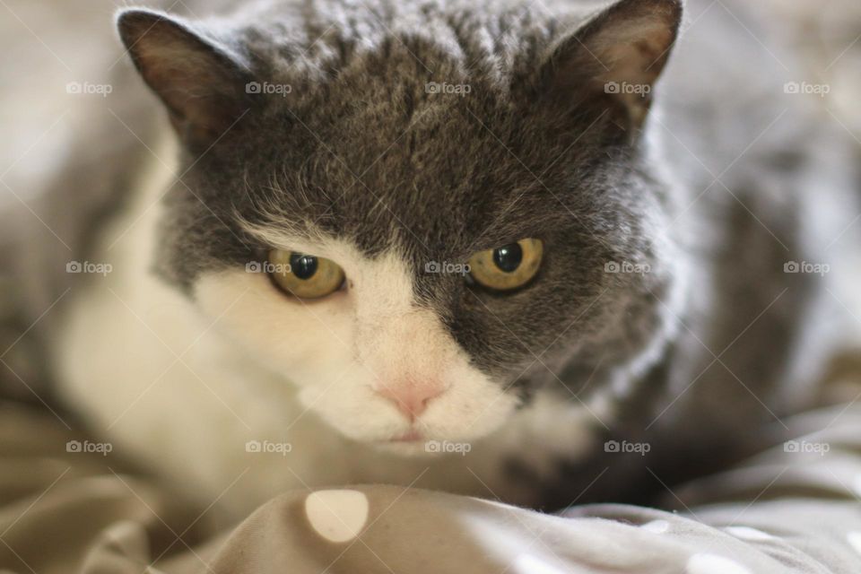 Portrait of an angry looking cat with yellow eyes sitting on a pillow