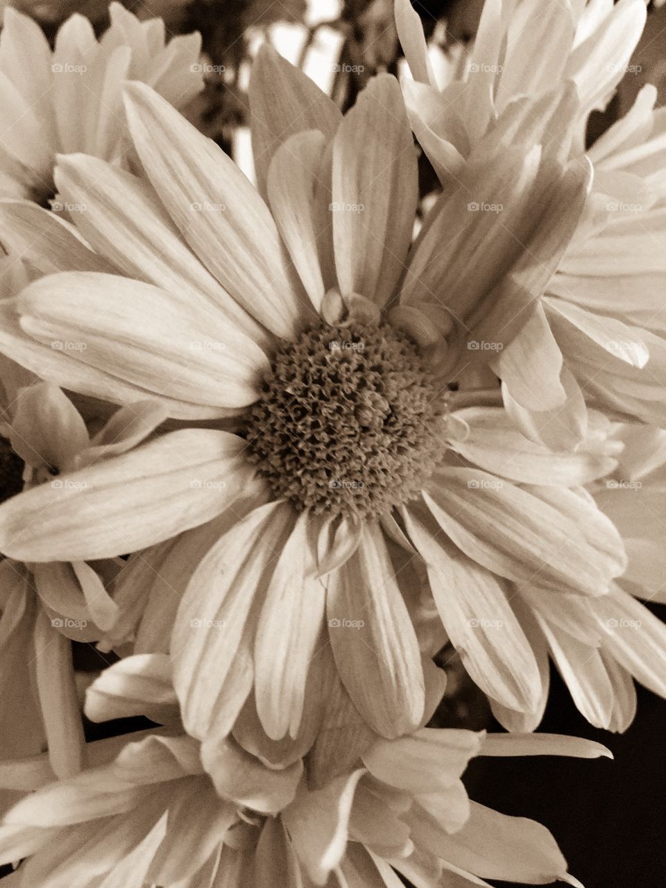 Sepia daisy closeup