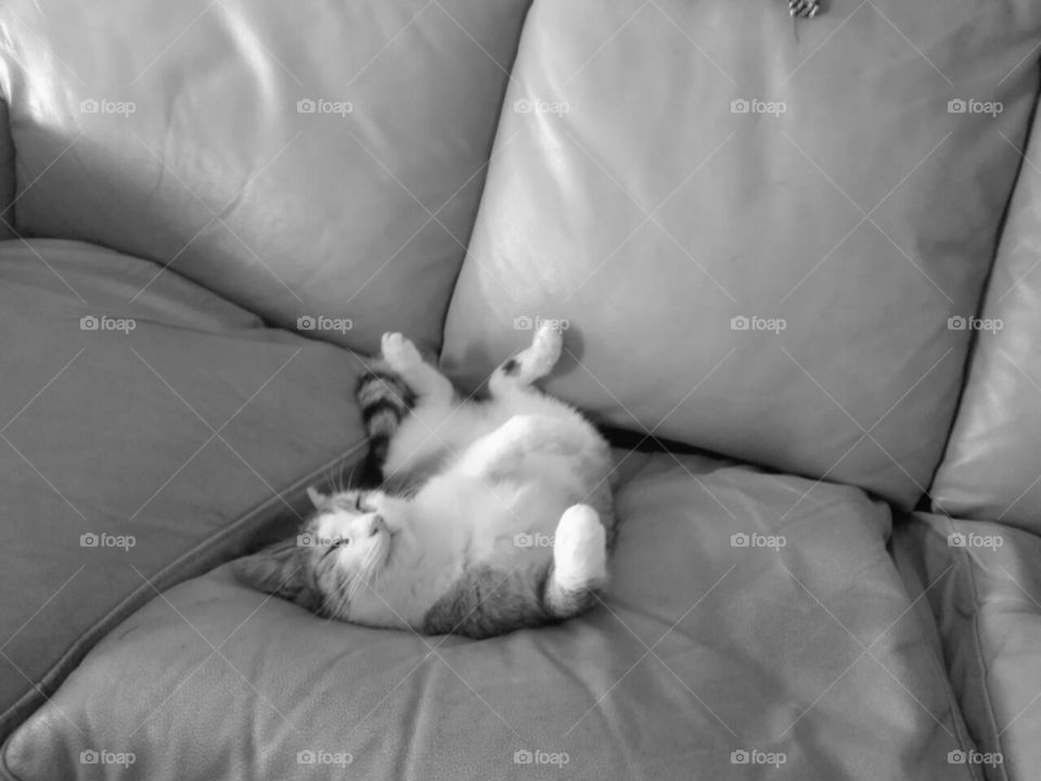 funny sleeping cat black and white picture