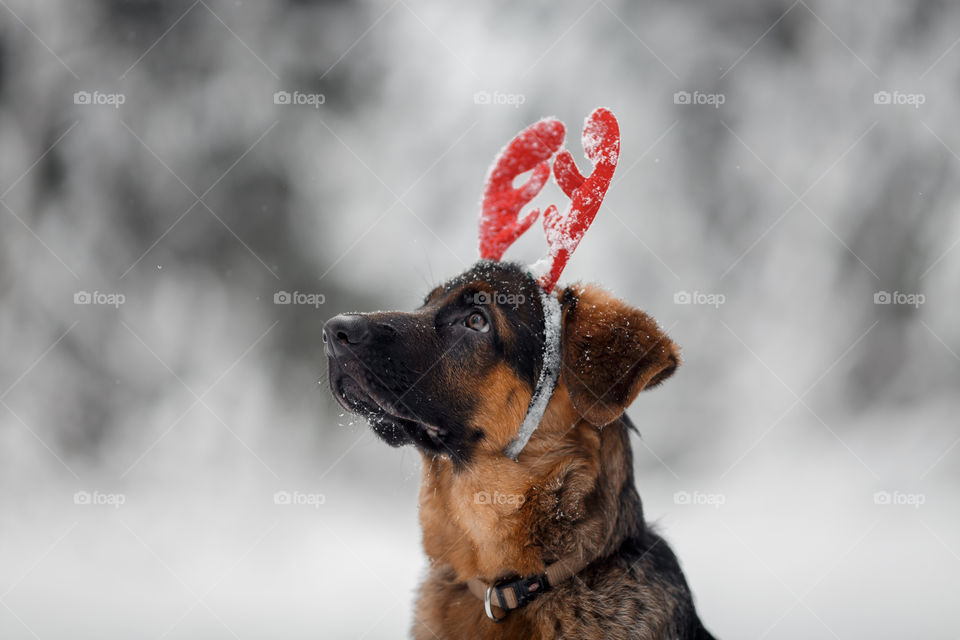 Outdoor portrait of German shepherd puppy in funny headband 