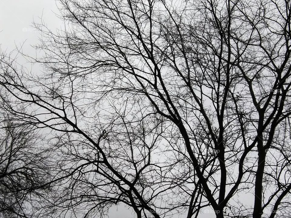 winter trees on an overcast day