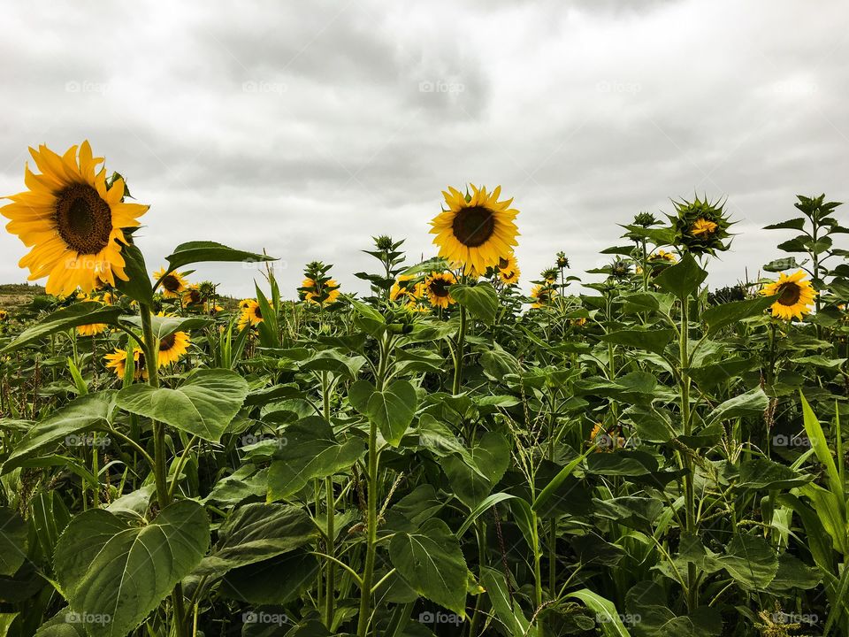 Sunflower