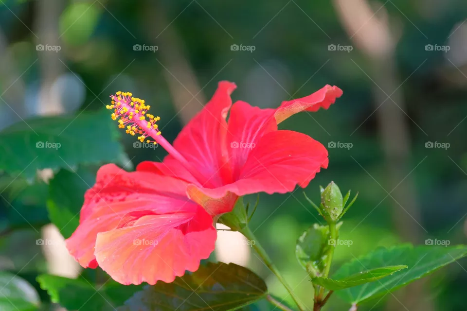 red flower