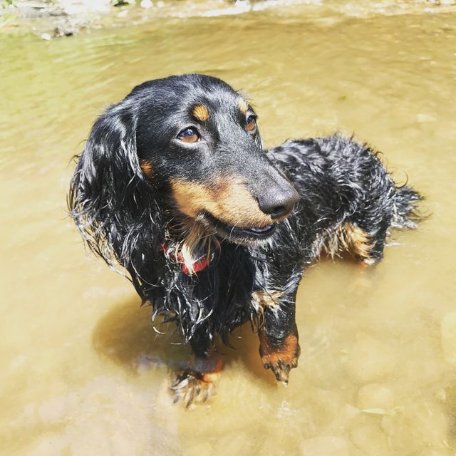 The first time we brought hunter river tubing! He was a little nervous at first but he got used to it and loved being in the water! This picture just captures how happy and free he was river tubing through the Delaware. 