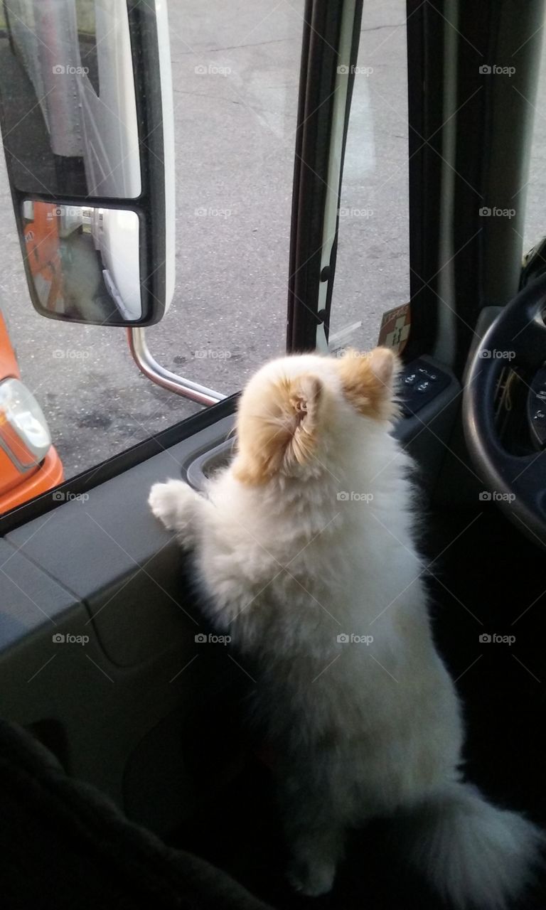 Pomeranian keeping Watch.