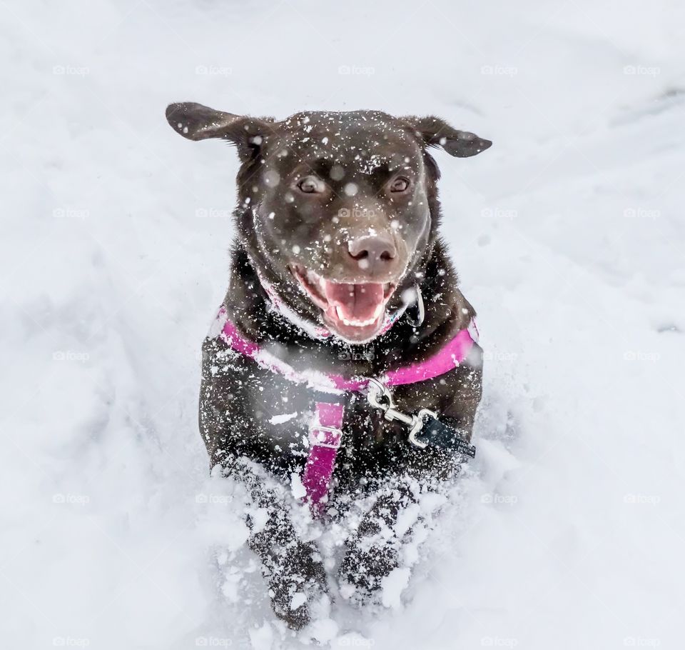 Chocolate Labrador retriever dog running through a pile of snow while snowflakes fall down all around 