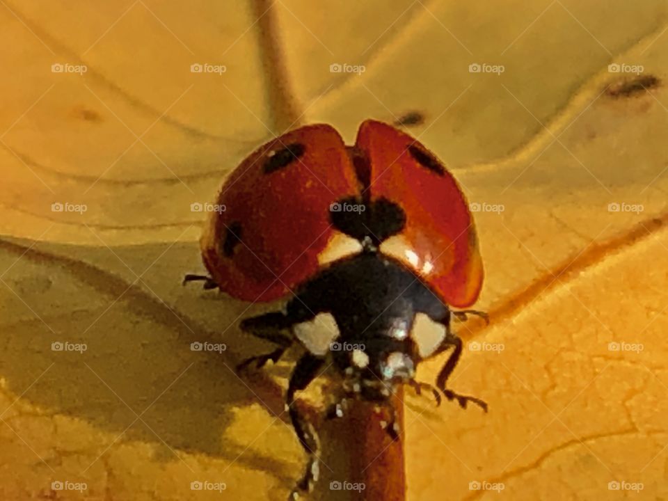 Ladybug on the yellow