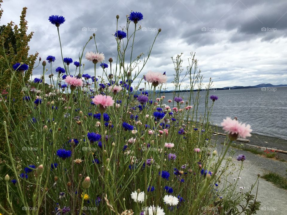 Blooming flowers near seaside