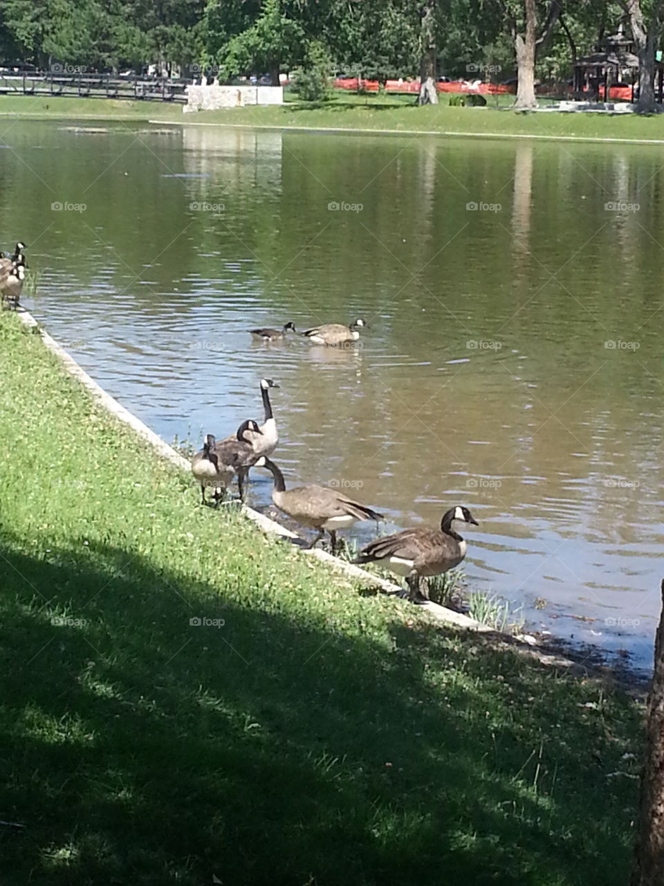 Ducks In Nature At Lake In Park