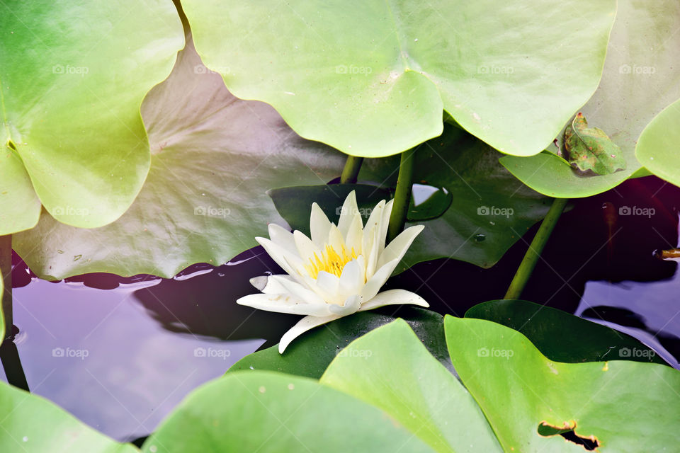 Water lily in the lake