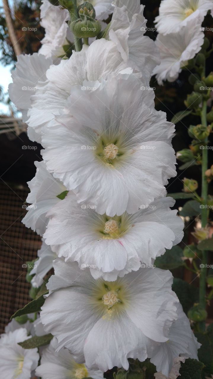 Blossom of white flowers