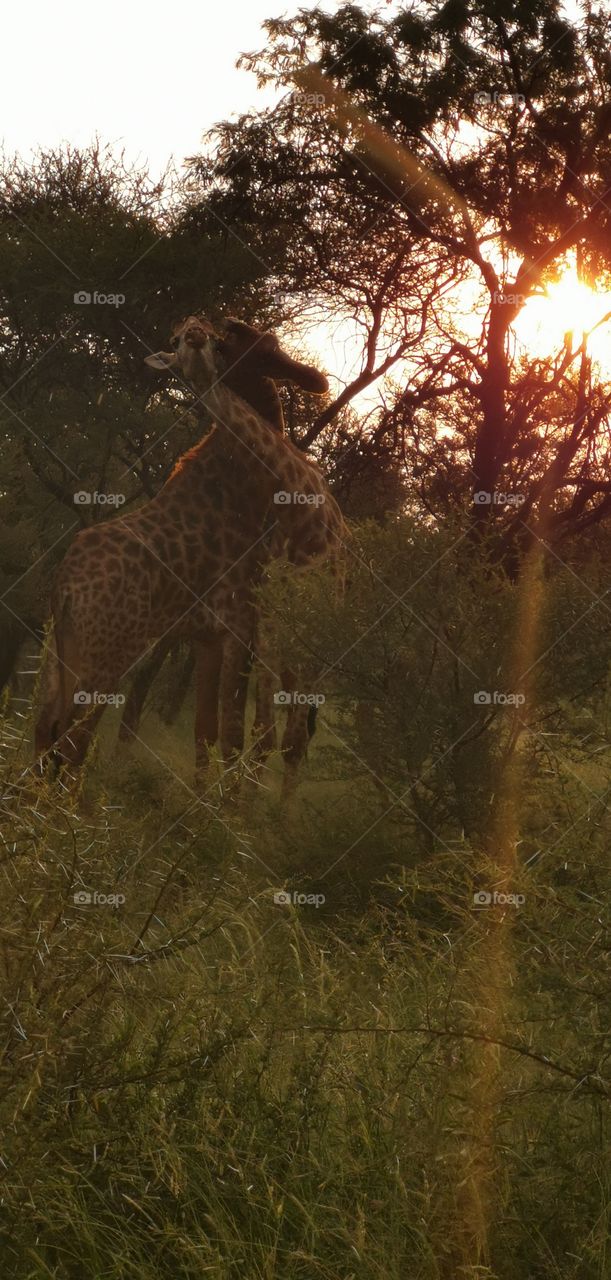 Notice in the giraffes fighting below how the one animal lands a  thundering blow on the body of the opponent with its head.
