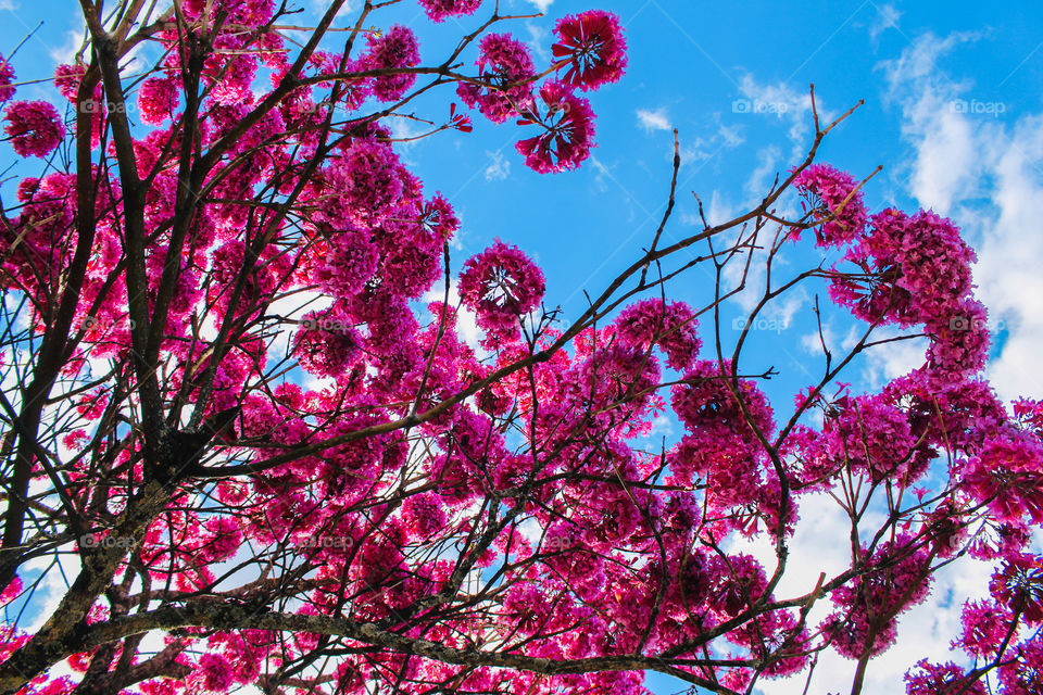 Ipê Rosa tree