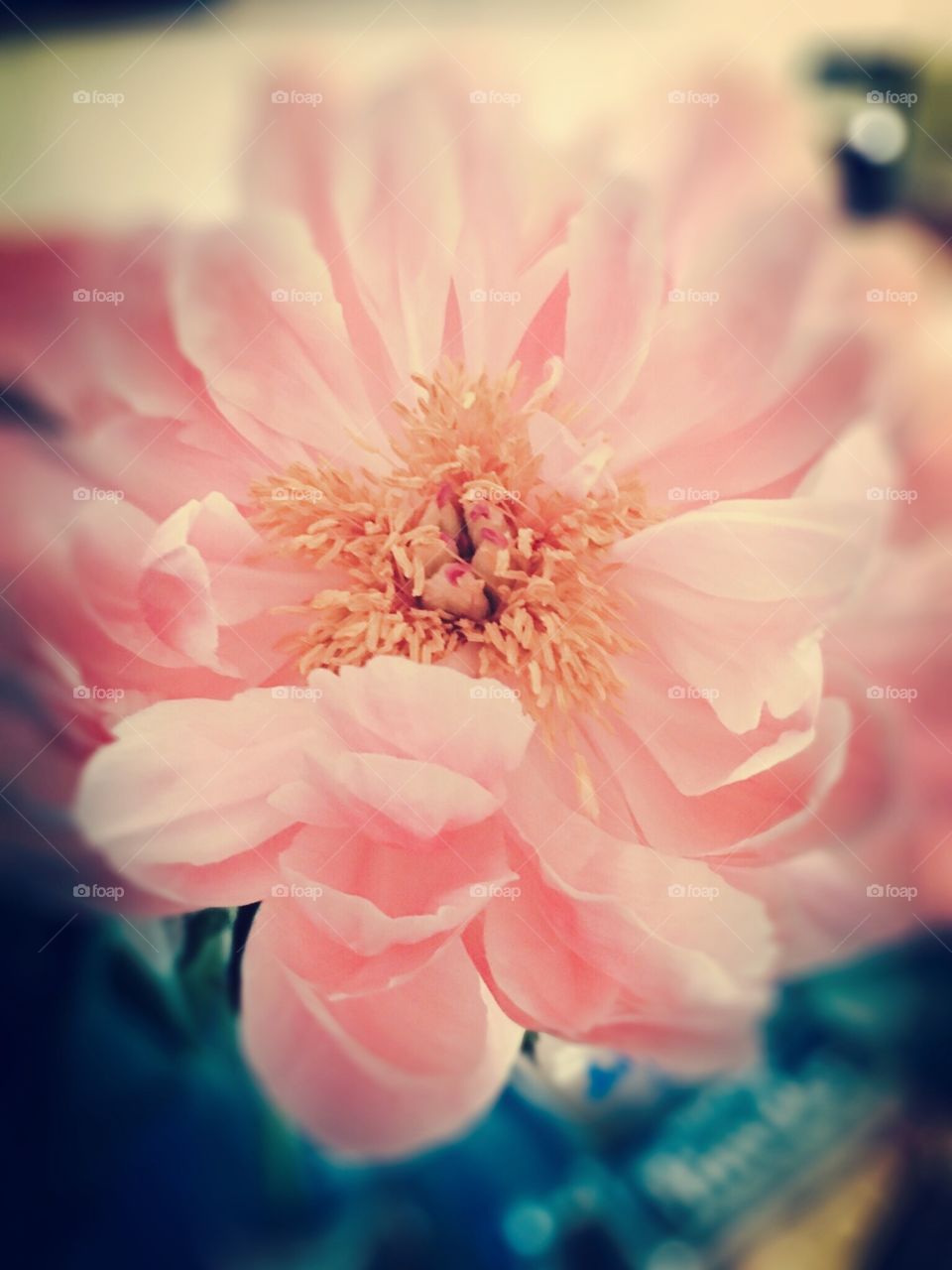 Pastel peonie