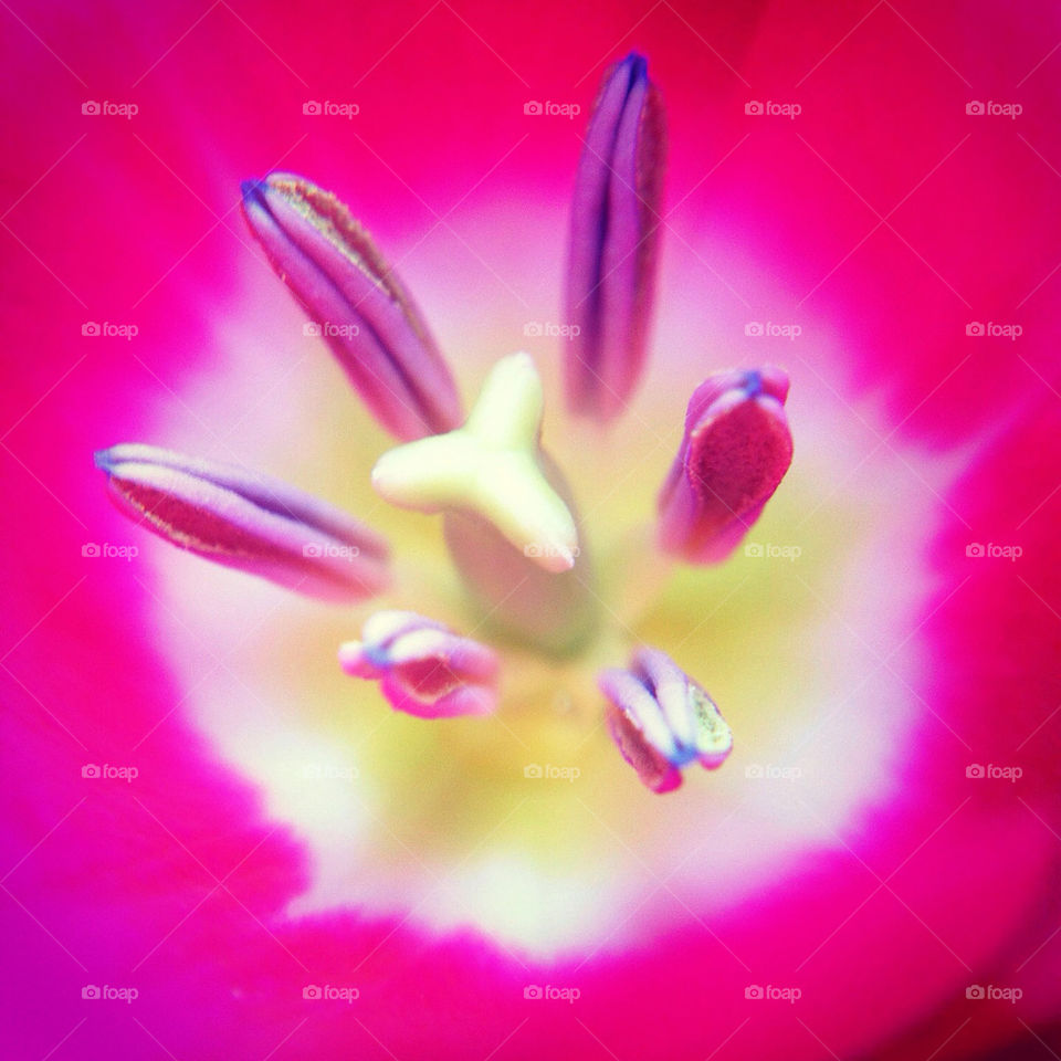 pink flower macro closeup by cyrano