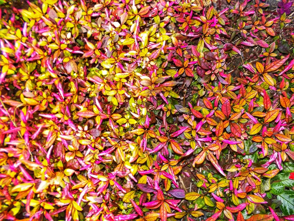 leaf's of various colors